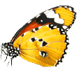 http://pawsitive.bold-themes.com/buddy/wp-content/uploads/sites/2/2019/08/butterfly.png
